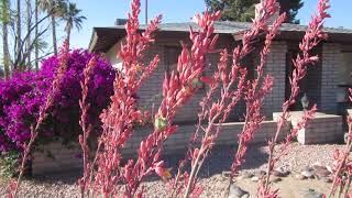 Coralred Yucca Hesperaloe parviflora [upl. by Sandell790]