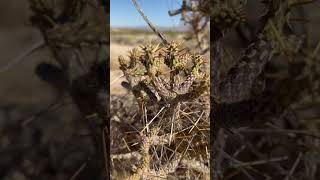 Mojave desert beauty—Cylindropuntia ramosissima mojave mojavedesert desertlifestyle plants [upl. by Nollad747]