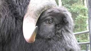 Musk ox1 [upl. by Estus]