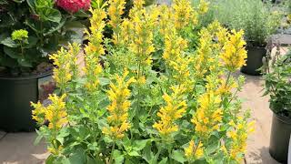 Agastache Poquito™Butter Yellow Dark Blue amp Orange  Bright⭐Easy to Grow COMPACT Summer Color [upl. by Petromilli389]