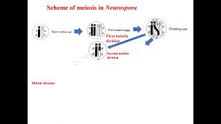 Scheme of meiosis in Neurospora crassa Tetrad analysis [upl. by Joey]