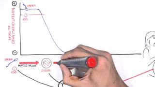 DNA Methylation and Development [upl. by Teerell]