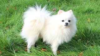 White Pomeranian DOG [upl. by Hayott704]