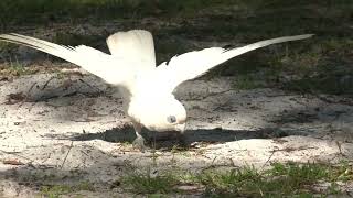 Cockatoos really know how to entertain themselves – enjoy this Little Corella playing [upl. by Bonney491]