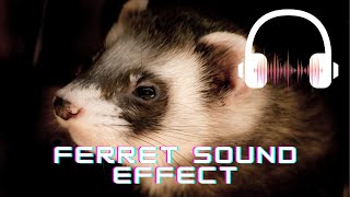 Ferret sound effect  Ferret sounds  What sounds do ferrets make [upl. by Ynnig]