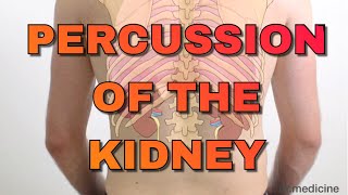 Percussion of the Kidney  Easy Clinical Skills for Medical Students [upl. by Marjorie]