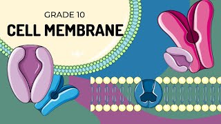 THE CELL MEMBRANE  Easy to understand structure [upl. by Eade]