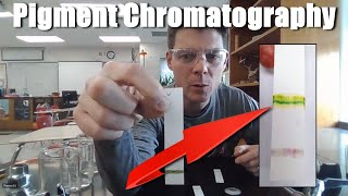 Chromatography of Photosynthetic Pigments  AP Bio 35 updated [upl. by Eldreeda]