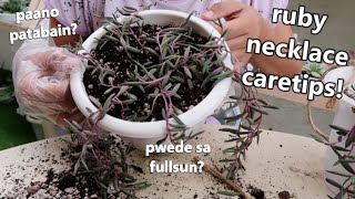 HANGING PLANT FOR BEGINNERS  Repotting My Ruby Necklace  Othonna Capensis  kenkenvlogmas [upl. by Coleen]