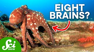 Why Are Octopi So Insanely Intelligent [upl. by Nakashima]