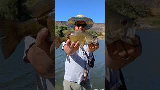 Snake River Bass idahofishing bassfishing idaho fishing fish idaholife sportfishing bass [upl. by Filberto]