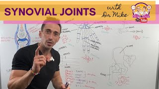 Synovial Joints [upl. by Seraphim242]