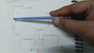 Encillium Fermentation Process [upl. by Neeron320]