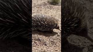 Echidna digging in the dirt [upl. by Burford]