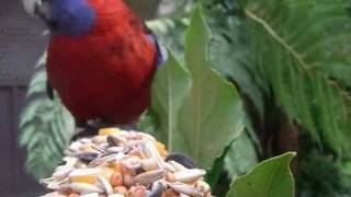 Crimson Rosella  Platycercus elegans [upl. by Obla]