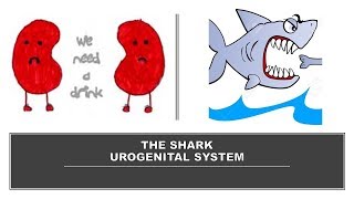 THE SHARK UROGENITAL SYSTEM [upl. by Gnak]