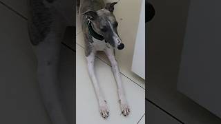 quotFlashquot  The Whippet Dog And His All Day Ritual shorts [upl. by Quinta309]