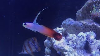 Adding the colorful firefish to the tank [upl. by Daas]