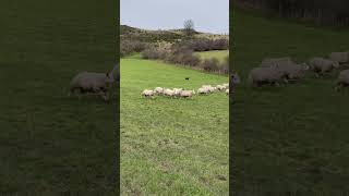 Incredible Scottish sheepdog herding sheep [upl. by Etezzil817]