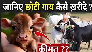 जानिए छोटी गाय कैसे ख़रीदे   Punganur Cow Kaise Kharide  Punganur Cow Price  🐄 [upl. by Mafalda816]