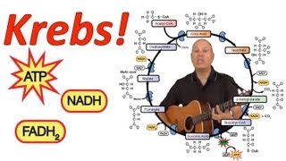 Krebs Mr Ws Krebs Cycle Song [upl. by Ellivnarg57]