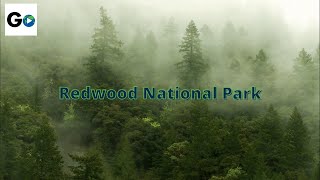 Redwood National Park [upl. by Frymire230]