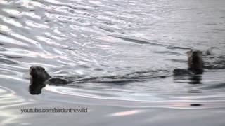 River Otters swimming towards viewer [upl. by Walling]