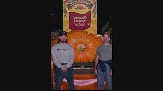 Barnesville Pumpkin Festivals King Pumpkin weighs in at 2196 pounds [upl. by Aikram]