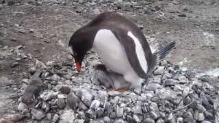 Tierno Pinguino cuidando su polluelo [upl. by Sewellyn]