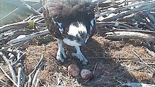 VIMS OspreyCam [upl. by Amber]