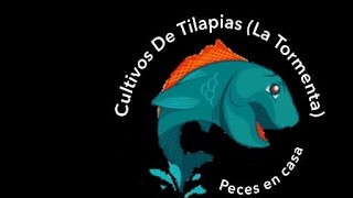 todo terminado para empezar la crianza de tilapia en sistema simbiótica o biofloc🐟🏡 [upl. by Adao]