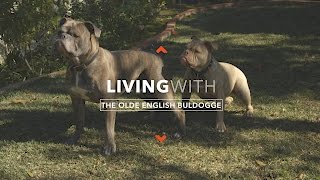 ALL ABOUT LIVING WITH OLDE BULLDOGGES [upl. by Latonia]