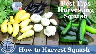 How Harvest Squash  Yellow Crookneck Squash and Zucchini Squash  Tips Harvesting [upl. by Jarietta56]