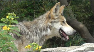 El Lobo Mexicano Canis lupus baileyi en el Zoológico de San Juan de Aragón [upl. by Yroggerg]