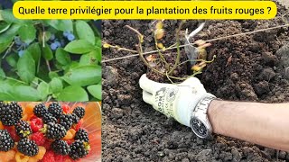 Comment je plante les fruits rouges  2024 [upl. by Burrill6]