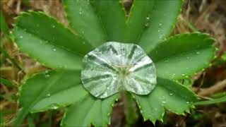 Lady’s Mantle Benefits Alchemilla Vulgaris Dosage And Side Effects [upl. by Geffner]