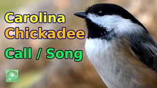 Carolina chickadee call  song amp meanings [upl. by Alla688]