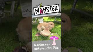 Kaninchen im Garten Kampf mit Pilz kaninchen pilze bunny rabbit lustigetiere cuteanimals [upl. by Publias]