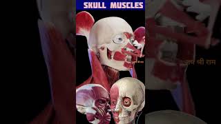 skull muscles anatomyskull muscles animation shorts short viral trending youtubeshorts how [upl. by Anillek734]