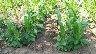 maize production under furrow irrigation [upl. by Nyrhtakyram]