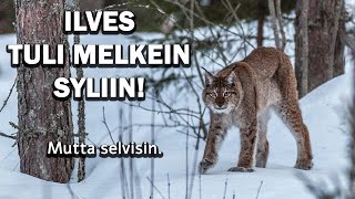 ILVES TULI MELKEIN SYLIIN [upl. by Nyrek]