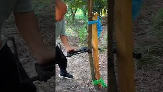 How to Fix a Bent or Deformed Tree [upl. by Eidac]