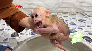 Monkey David goes to the toilet and calls Mom for help [upl. by Nelleh530]