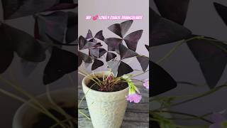 My lovely 🤩 💕Oxalis Triangularis flower plant terracegarden indoorplants gardenvibes nature [upl. by Perpetua950]