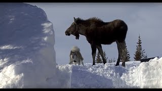 Moose and Malamute Messing About in the Snow Behaviour [upl. by Enirahtac903]