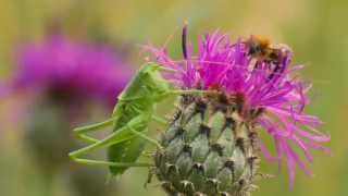 Last fireworks of summer  Common and Greater Knapweed [upl. by Hurd]