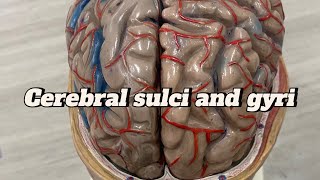 Cerebral sulci and gyri cerebral cortex  neuroanatomy sulcus and gyrus  Brain  model  ospe [upl. by Selassie]