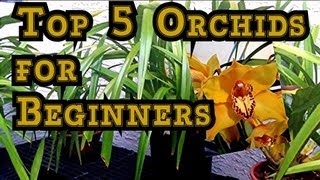 ORCHID CARE  TOP 5 Orchids for Beginners and Tips to BLOOM Them quothow to care for orchidsquot [upl. by Nesrac]