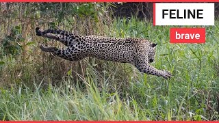 The incredible moment a jaguar and a caiman battle  SWNS TV [upl. by Strander368]