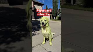 A very rare breed of dog the emerald retriever pets dog meme fyp [upl. by Maxim]